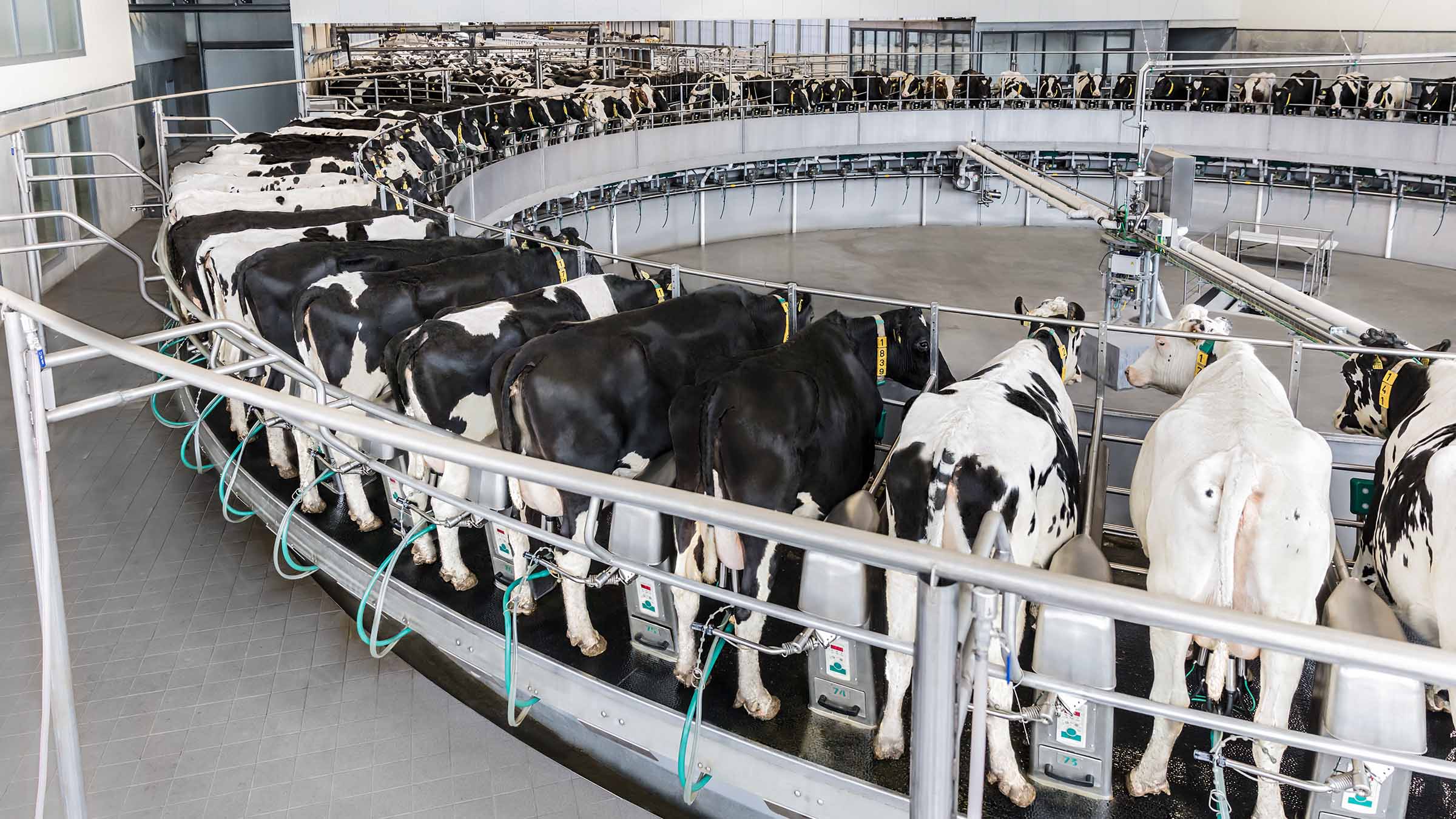Dairy animals